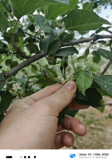 【调研】守得云开见月明：陕甘产区苹果坐果调研