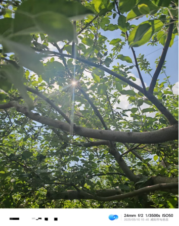 【调研】守得云开见月明：陕甘产区苹果坐果调研