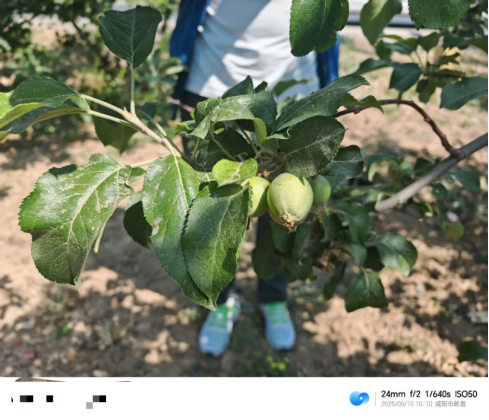 【调研】守得云开见月明：陕甘产区苹果坐果调研