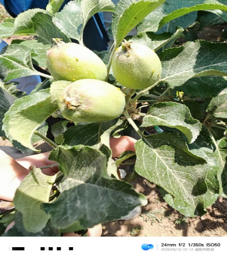 【调研】守得云开见月明：陕甘产区苹果坐果调研