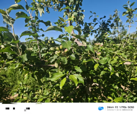 【调研】守得云开见月明：陕甘产区苹果坐果调研