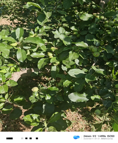 【调研】守得云开见月明：陕甘产区苹果坐果调研