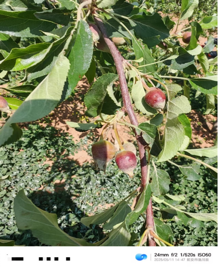 【调研】守得云开见月明：陕甘产区苹果坐果调研
