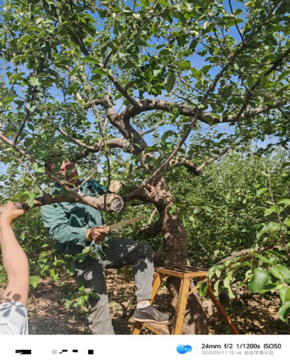 【调研】守得云开见月明：陕甘产区苹果坐果调研