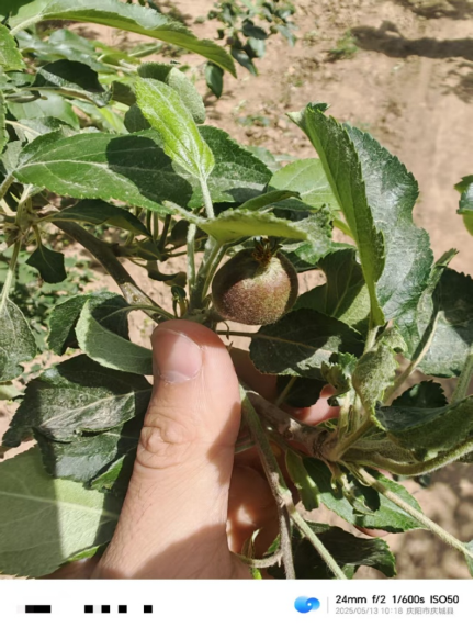 【调研】守得云开见月明：陕甘产区苹果坐果调研