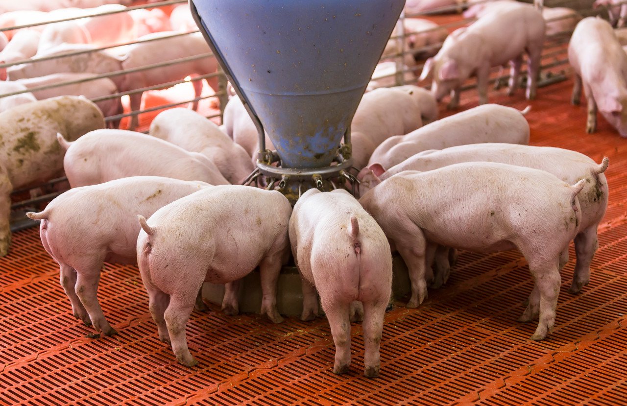 “摘星脱帽”在即!“福建猪王”退守南方,傲农生物重整后资产负债率大降