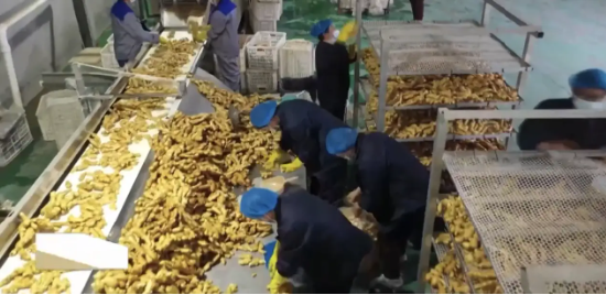 重生的TA | “悬崖边”的中国生姜,如何上演48小时反击战?