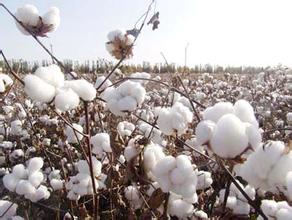 如何了解外盘期货棉花一包重量？重量对交易有何影响？