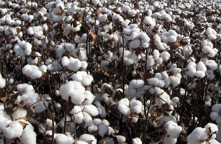 如何确定棉花一手的保证金数额？保证金调整有什么意义？