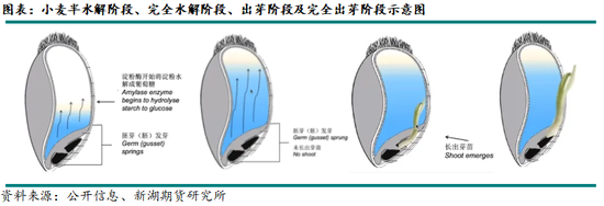 新湖农产(玉米)专题:小麦在饲料领域如何替代玉米