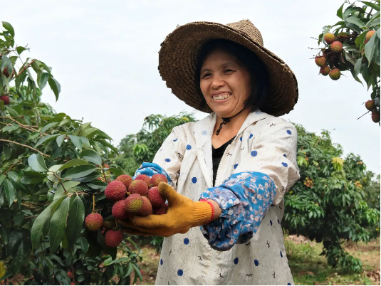 重生的TA | 一颗荔枝的轮回:从“靠天吃饭”到科技丰产
