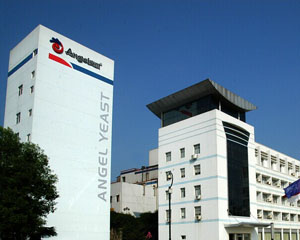 如何了解安琪酵母成分？安琪酵母成分对其应用有何影响？