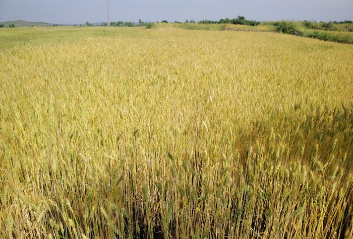 如何认识现货小麦？它与期货小麦有什么区别？