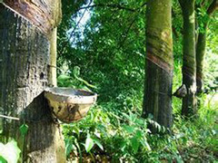 橡胶商品指数是什么？该指数对橡胶期货交易有何影响？