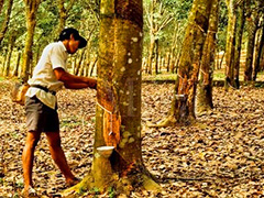 如何准确界定橡胶类别？它在期货市场中有什么特性？