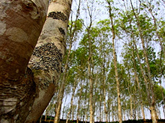 如何分析橡胶手套价格上涨原因？橡胶手套价格波动对期货有何影响？