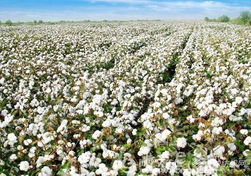 如何参与棉花期权仿真交易及流程？仿真交易能积累哪些实战经验？