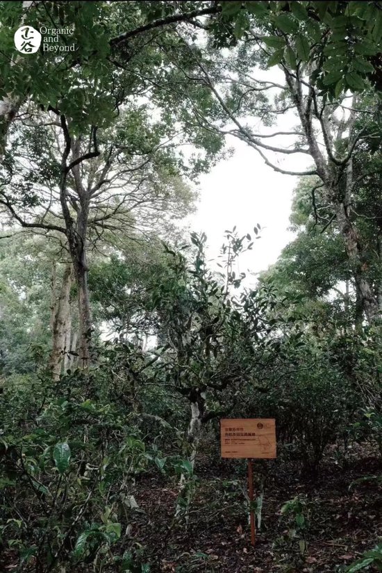 张向东：展望2025，有机食物与未来的探索和实践