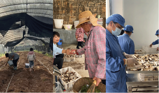 奇富科技百万帮扶云南中屏镇：菌菇田里的振兴密码与“村BA”的双向奔赴