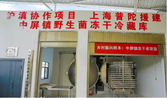 奇富科技百万帮扶云南中屏镇：菌菇田里的振兴密码与“村BA”的双向奔赴