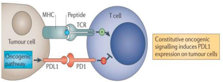 开源证券医药|创新药黄金赛道：PD-1/VEGF 双抗有望成为千亿美金市场的基石用药