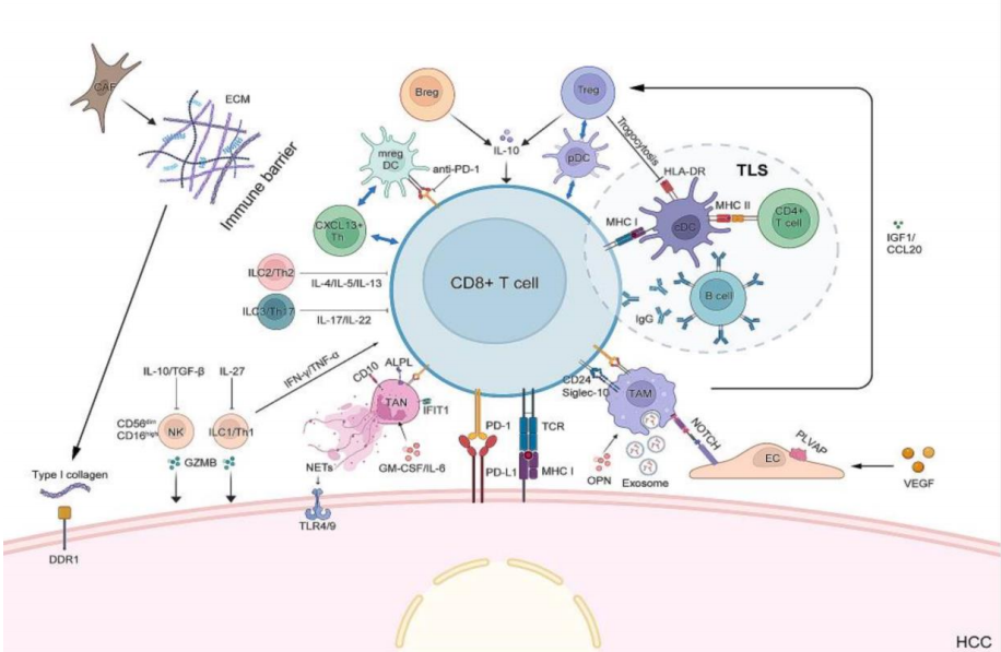 开源证券医药|创新药黄金赛道：PD-1/VEGF 双抗有望成为千亿美金市场的基石用药