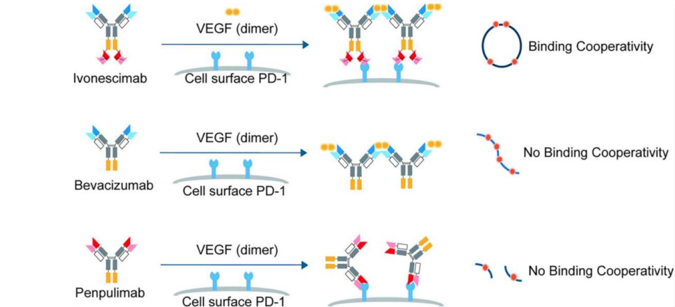 开源证券医药|创新药黄金赛道：PD-1/VEGF 双抗有望成为千亿美金市场的基石用药