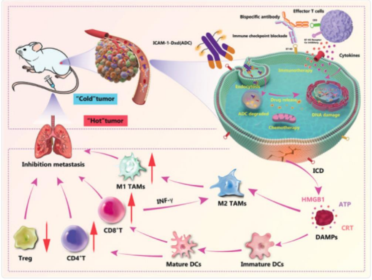 开源证券医药|创新药黄金赛道：PD-1/VEGF 双抗有望成为千亿美金市场的基石用药