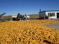 如何知晓大商所的期权行权规则？行权过程中有哪些要点？