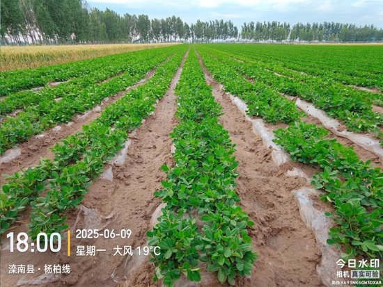 【产区调研】花生：河北202506