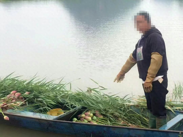 云南一景区禁止采摘野生荷花：违法行为破坏了生态平衡