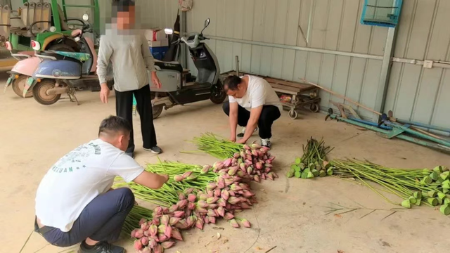 云南一景区禁止采摘野生荷花：违法行为破坏了生态平衡