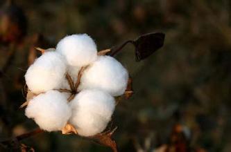 抛储棉延期意味着什么？对棉花期货市场有何影响？