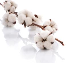 如何理解棉花交割期的规定？交割期对棉花期货有何影响？