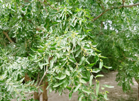 新疆地区红枣坐果调研报告