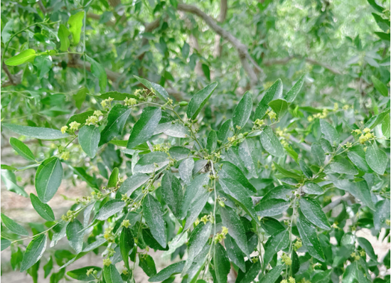 新疆地区红枣坐果调研报告