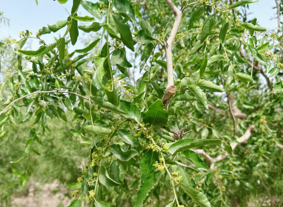 新疆地区红枣坐果调研报告