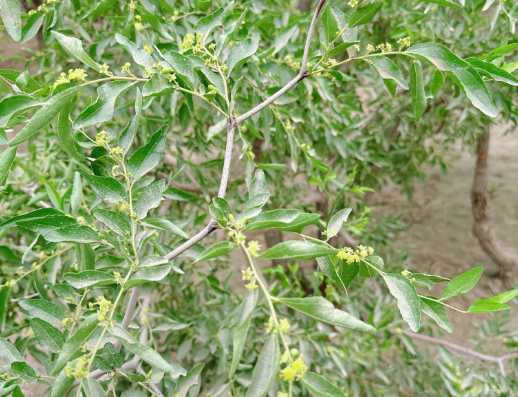 新疆地区红枣坐果调研报告