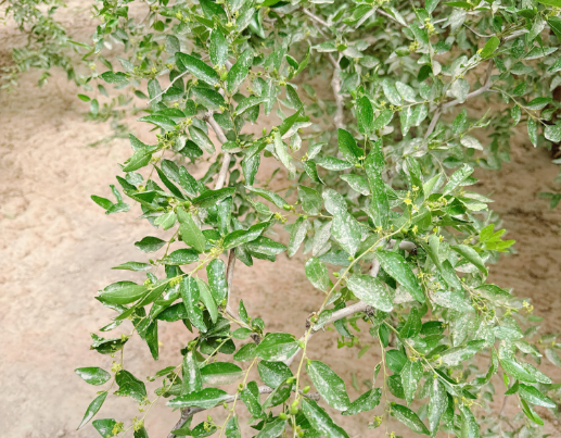 新疆地区红枣坐果调研报告