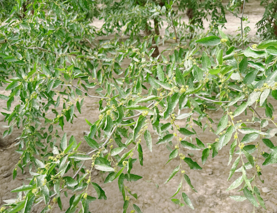 新疆地区红枣坐果调研报告