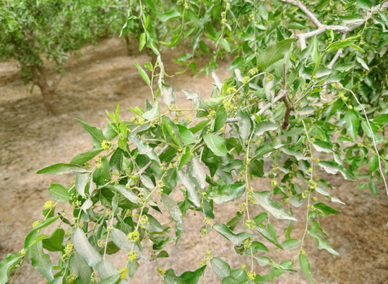 新疆地区红枣坐果调研报告