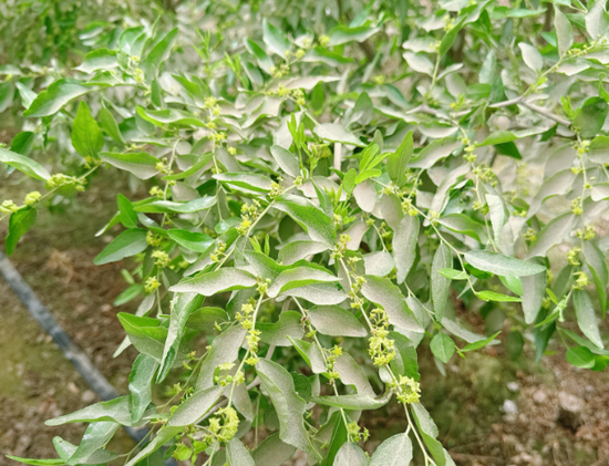 新疆地区红枣坐果调研报告