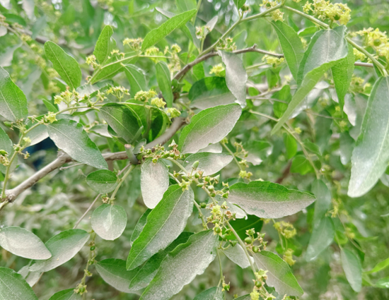 新疆地区红枣坐果调研报告