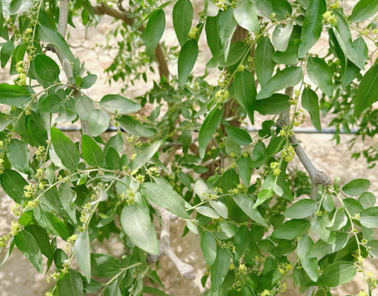 新疆地区红枣坐果调研报告