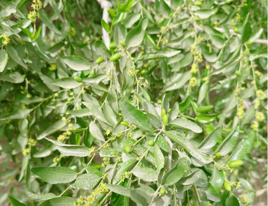 新疆地区红枣坐果调研报告