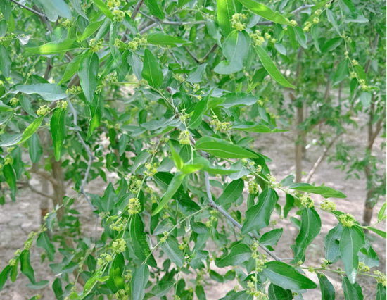 新疆地区红枣坐果调研报告