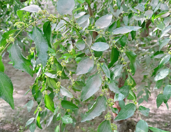 新疆地区红枣坐果调研报告