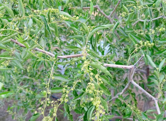 新疆地区红枣坐果调研报告