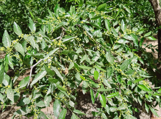 新疆地区红枣坐果调研报告