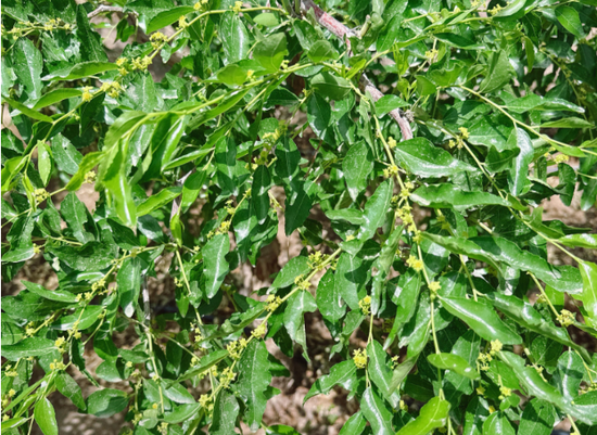 新疆地区红枣坐果调研报告